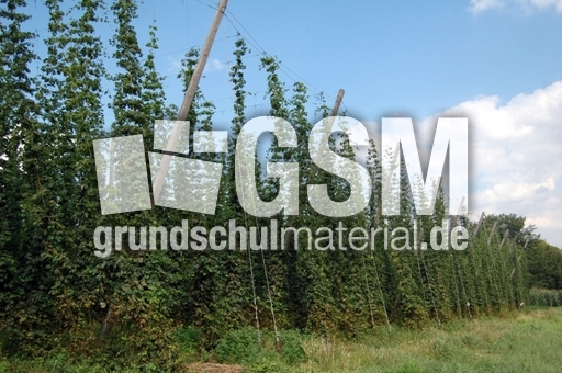 Hopfen_2.JPG